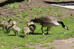 2: canada-goose-IMG_2406