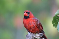 3: cardinal-7D2_0488