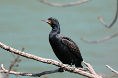 11: cormorant