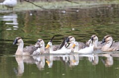 15: duck-235