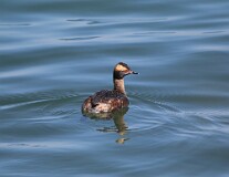 16: duck-IMG_1725