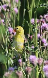 22: goldfinch-IMG_2010