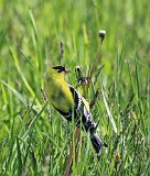 23: goldfinch-IMG_2553