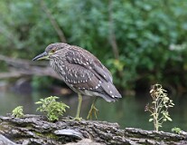 26: heron-07D2_0087