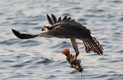 54: osprey-054A7600