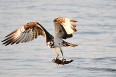 45: osprey-7D2_0432