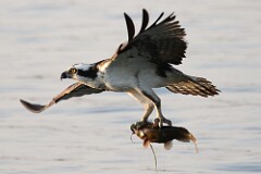 46: osprey-7D2_0444