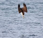 52: osprey-7D2_8723