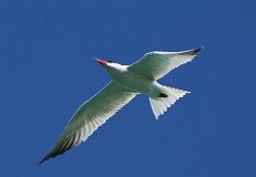 66: tern-IMG_8214