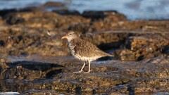 84: 2025-05-08-Spotted Sandpiper 0C3_0418