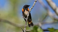 118: 2025-05-26-American Redstart 0C3_0001