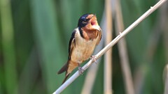 131: 2025-06-07-Barn Swallow 0C3_0511
