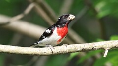 140: 2025-06-12-Rose-breasted Grosbeak 0C3_0208