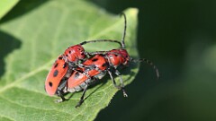 158: 2025-06-28-Red Milkweed Beetles 5M2_0505