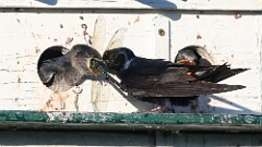 190: 2025-07-21-purple martins 0C1_4342